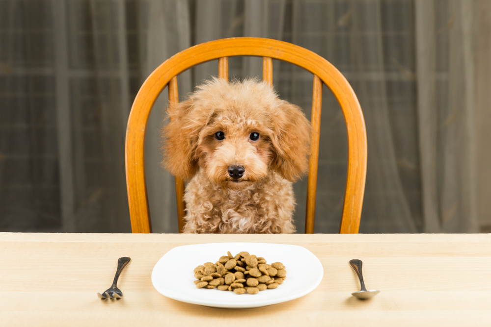 Best dog food for poodle mix sale