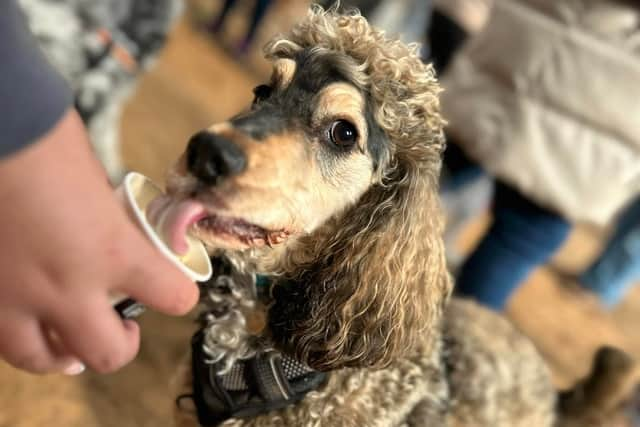 A dog enjoys a puppuccino at a doggy disco.