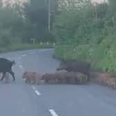 Two wild boars herd large group of piglets across road.