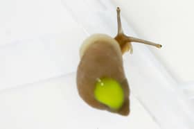 A tiny partula snail, marked with reflective paint, prepares to retake its homeland in French Polynesia (Picture: RZSS)