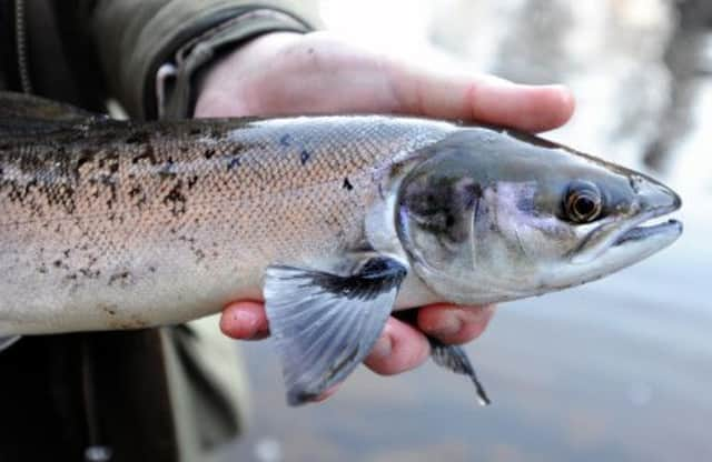 In 2012, exports of fresh salmon reached their second highest annual figure ever. Picture: Jane Barlow