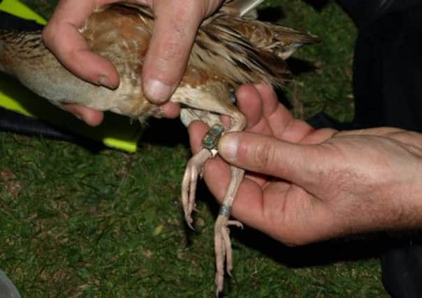 One of the Corncrakes with its tag. Picture: RSPB