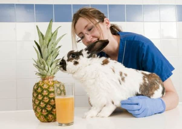 Finbar the rabbit is mkaing a full recovery. Picture: Nick McGowan-Lowe