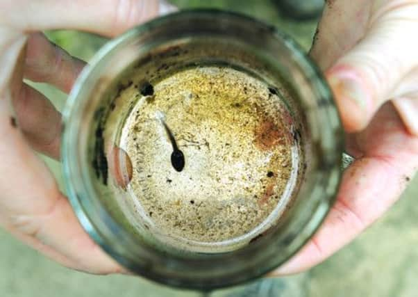 Fiona Greenlees and Jackie Clark look for tadpoles in Festival Park, Glasgow. Picture: Robert Perry