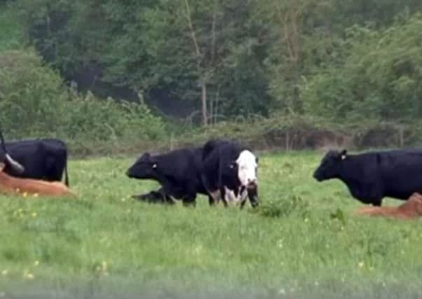 The field in which Alistair Porter was trampled in Turleigh, Wiltshire. Picture: submitted