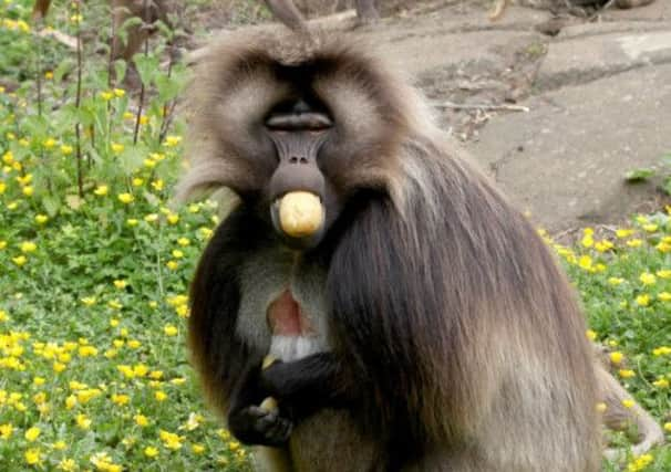 Malachi, Edinburgh Zoo's dominant male gelada baboon. Picture: Hemedia