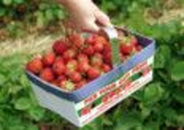 Strawberries are one of the signs of the Scottish summer. Picture: TSPL