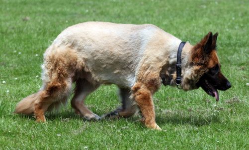 Bald german hot sale shepherd