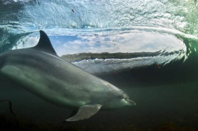 "In the Living Room" by George Karbus, winner of a British Wildlife Photography Award. Picture: PA