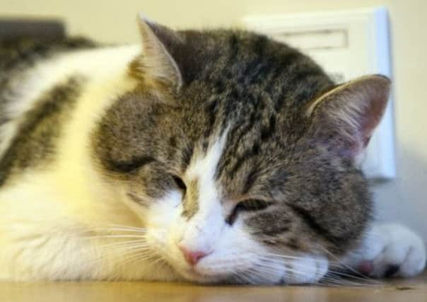 File photo of Larry, the Downing Street cat. Picture: PA