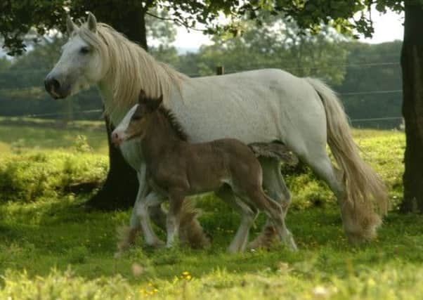 Monkeys or horses may be among first, say scientists. Picture: Cate Gillon