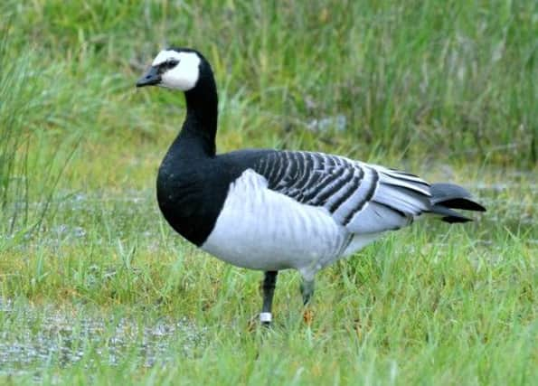 Barnacle goose orange CBZ  his leg ring ID  should have flown to Caerlaverock. Picture: Hemedia