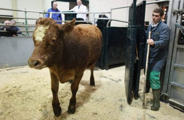 New technology can benefit livestock farmers but cannot replace old-fashioned stockman skills. Picture: Getty