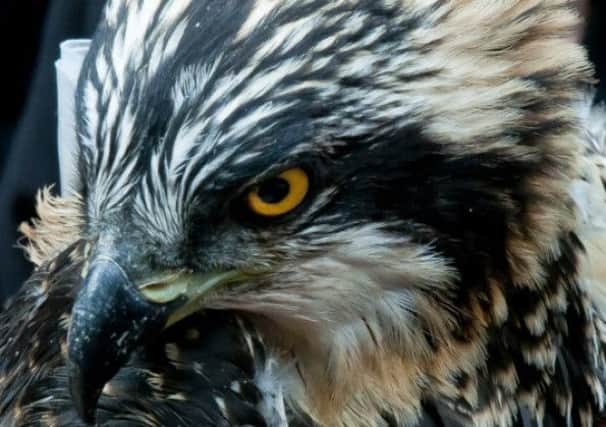 The Osprey chick had been expected to return to Loch Garten. Picture: Richard Thaxton