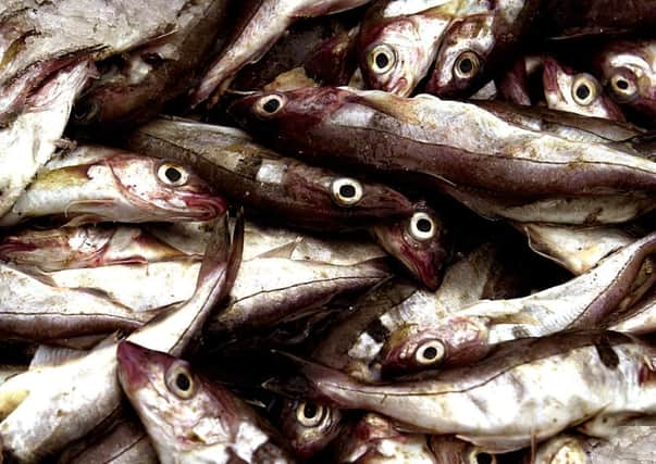 Shorter haddock could be linked to rising sea temperatures. Picture: David Moir