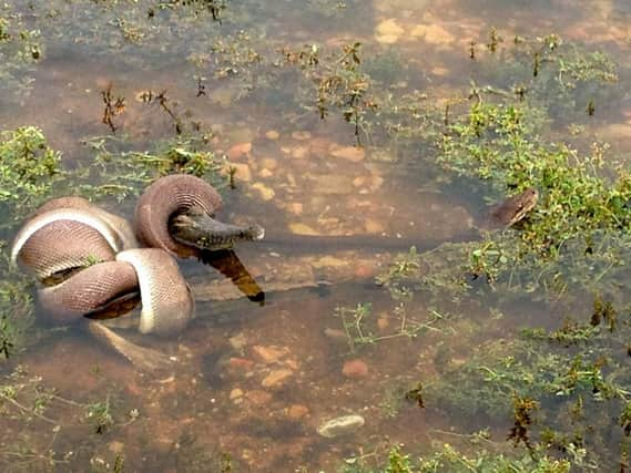 The snake pictured battling with the crocodile. Picutre: AFP/Travis Corlis/TNT Corlis