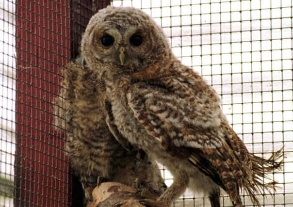 Tawny Owlets at the SSPCA centre near Inverkeithing. Picture: TSPL