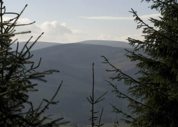 Thornylee Forest, near Selkirk in the Borders. Picture: TSPL