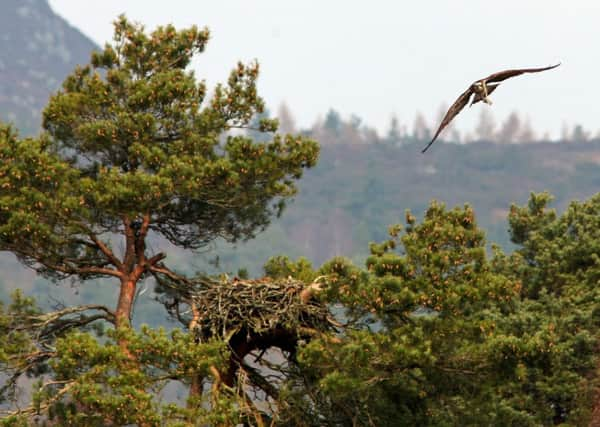 Lady, the 29-year-old raptor, has laid her 29th egg. Picture: SWNS