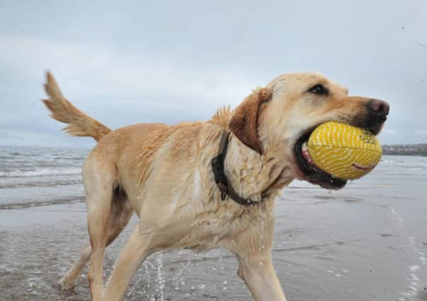 North Lanarkshire councillors stopped a dog club from sharing facilities with children over health and safety fears. Picture: Steven Scott Taylor