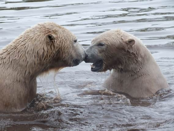 Arktos and Walker, who can now be seen on webcam. Picture: Highland Wildlife Park