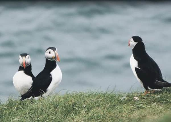 Puffins on Fidra island, near North Berwick. Picture: Alan Hunter