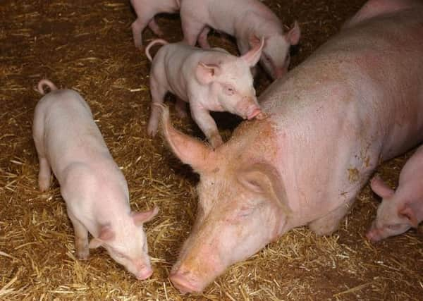 Concerns have been raised over Scots producers of meat, fruit and vegetables. Picture: TSPL