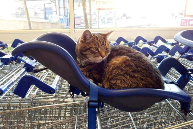 Tesco Cat in Kirkcaldy, Fife. Picture: hemedia