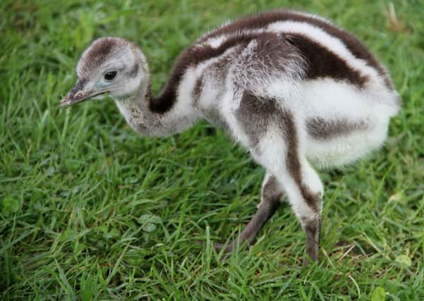 Bird keepers at Edinburgh Zoo had a surprise when NINE of the Darwin rhea chicks hatched. Picture:contributed