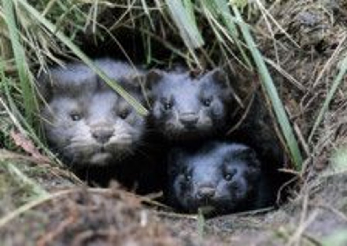 Invasive mink eradicated from parts of England by using scented