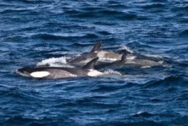 Killer whales are generally sociable creatures. Picture: Getty