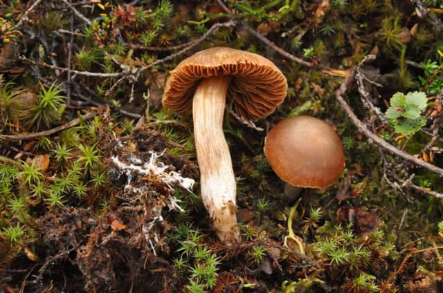 Researchers have already discovered nearly 300 different species on Scottish peaks, of which 34 had never been found before in the UK