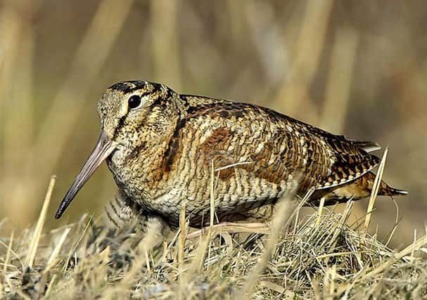 Scotland remains a stronghold for the woodcock  but numbers have dropped in the last decade