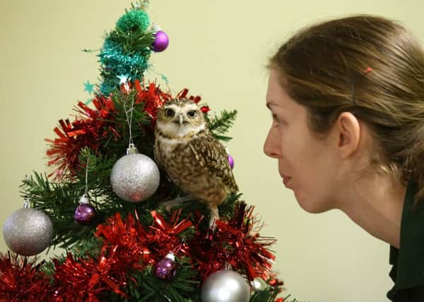 Blair Drummond Safari Park keeper Laura Downie with Ant the burrowing owl. Picture: PA