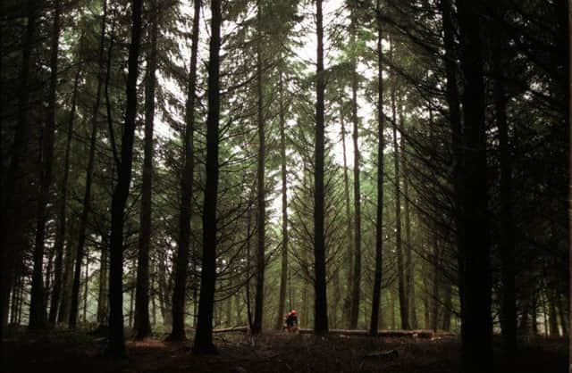 Climate change and agricultural development has led to the demise of the Scottish forest. Picture: Allan Milligan