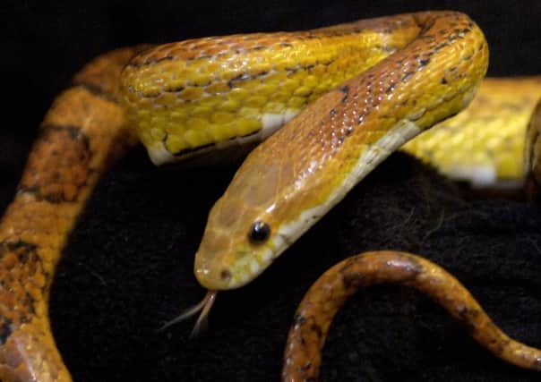 Steven Riddell had 50 snakes taking up one room in his Erskine home. Picture: Neil Hanna