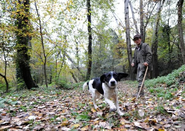 Truffle-hunting is more usually associated with Italy, but Scotland is close to producing its first cultivated crop. Picture: AFP/Getty