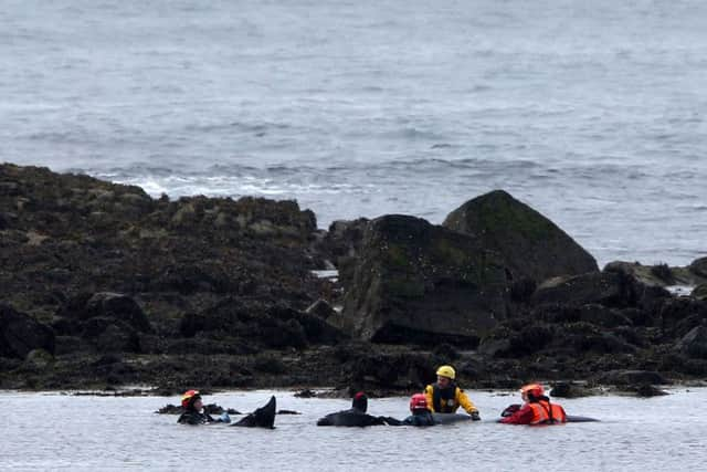 British Divers Marine Life Rescue tend to stranded pilot whales on the rocks of Staffin Island on the Isle of Skye. Picture: PA