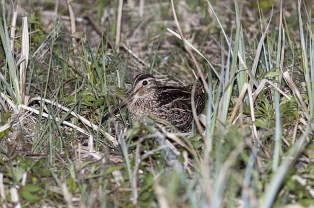 Some woodcock are permanent residents of the UK but others are migratory. Picture: Getty