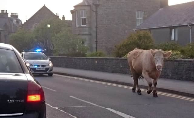 Police engaged in a road chase to catch a bull which knocked down two people and left them hospitalised. Picture: SWNS