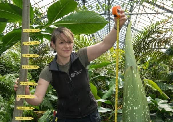 Sadie Barber, a horticulturalist at the Botanics, keeps tabs on the plant's height. Picture: Andrew O'Brien