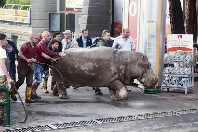 A tranquilised hippo is rescued as Tiblisi was left devastated by freak floods. Picture: AP