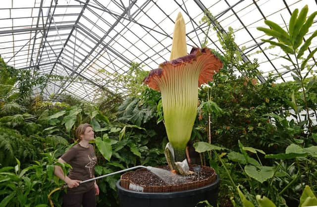 Horticulturist Sadie Barber waters the Amorphophallus titanum at Edinburgh's Botanic Garden. Picture: Neil Hanna