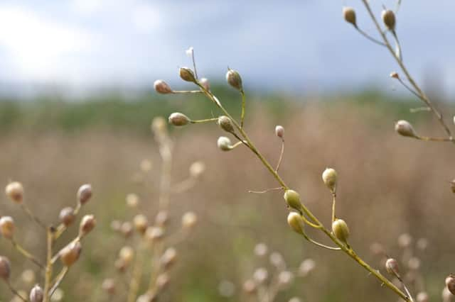 The plant and its seeds contain oils which are known to protect against heart disease and inflammation and improve brain function