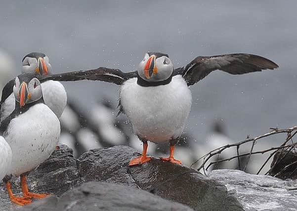 The world seabird population population has also dropped by a massive 70 per cent. Picture: TSPL