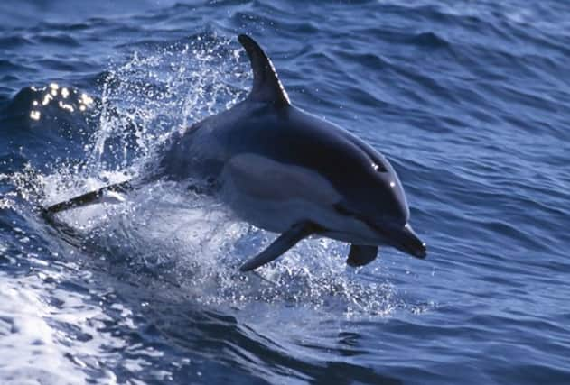 The dolphins swam alongside the boat for the best part of 20 minutes. Picture: Contributed