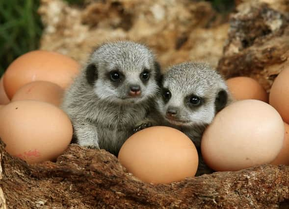 Four week-old meerkats Marty and Pellow after making their first appearance from their underground burrows at Blair Drummond Safari Park. Picture: PA