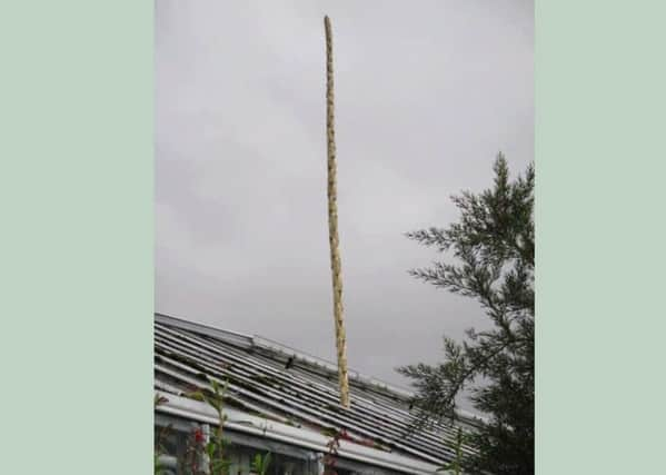 The dasylirion lieophyllum growing past the Botanic Garden roof in St Andrews, Fife. Picture: Contributed