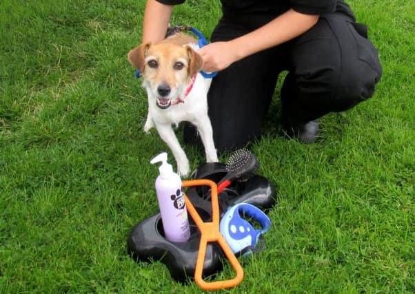 Rio the Jack Russell. Picture: Hemedia