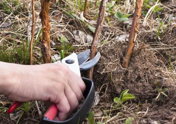 Raspberry canes can be reused as supports for peas and beans